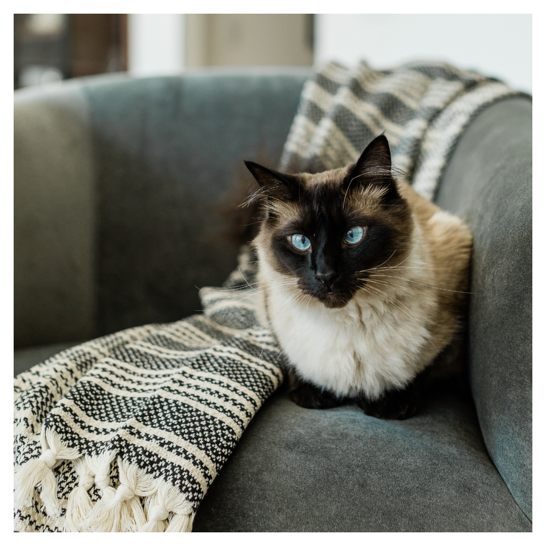 Pergamum Turkish Cotton Blanket