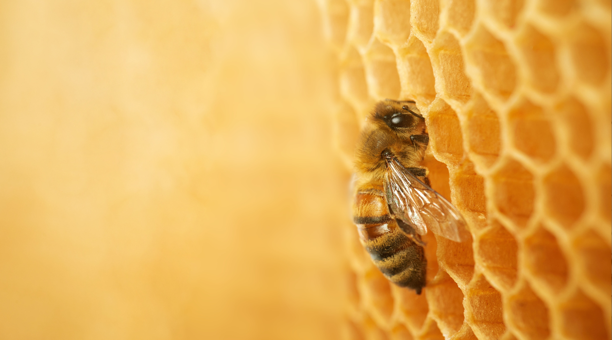 Buzzing with Importance: Why Bee Conservation Should Be on Your Radar